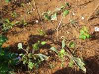 Tobacco Farm12.jpg
